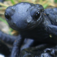kat-salamander_screenshot