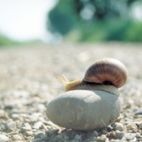 kieselstein-mit-schnecke_pixelio-de_