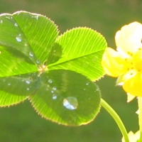 neujahr_gluecksklee_bluete